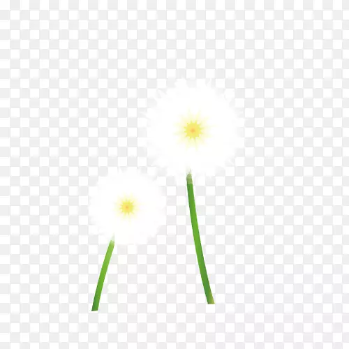 花瓣电脑图案-白色蒲公英