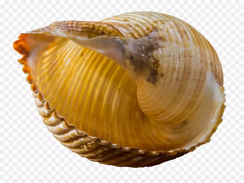 海螺腹足类贝壳