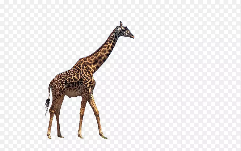 网状长颈鹿画彩色行走长颈鹿