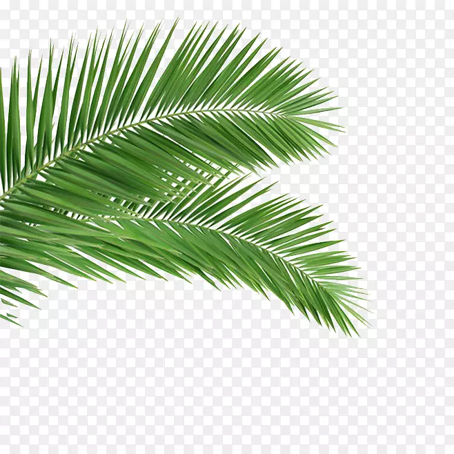 槟榔科叶椰子树-棕榈