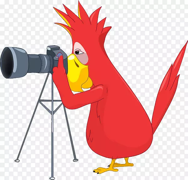 摄影师收藏摄影剪贴画.鹦鹉照相机