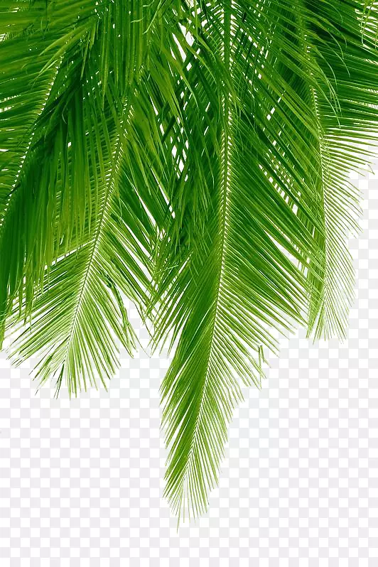 槟榔科砧木摄影椰子棕榈叶