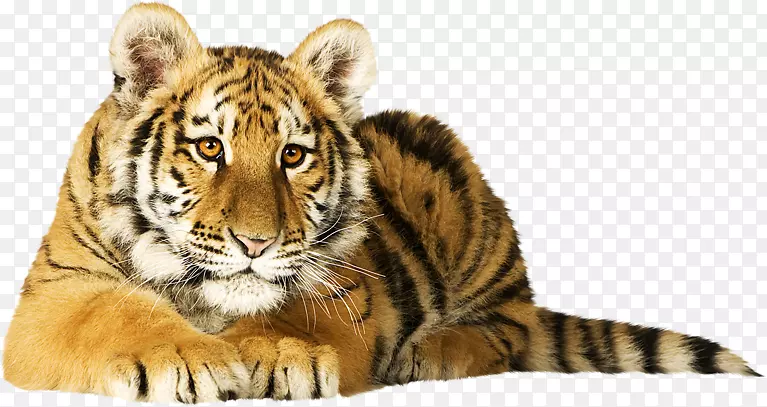 猫科鸟类西伯利亚虎狮子孟加拉虎