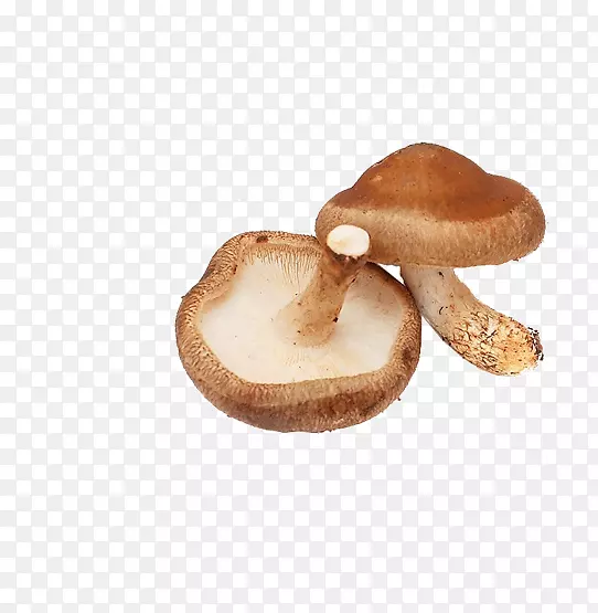 灵芝蘑菇香菇中餐蔬菜蘑菇图片