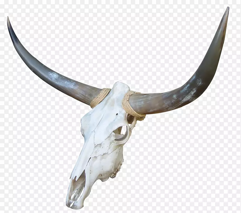 牛头骨：红、白、蓝牛骨山羊-山羊头骨