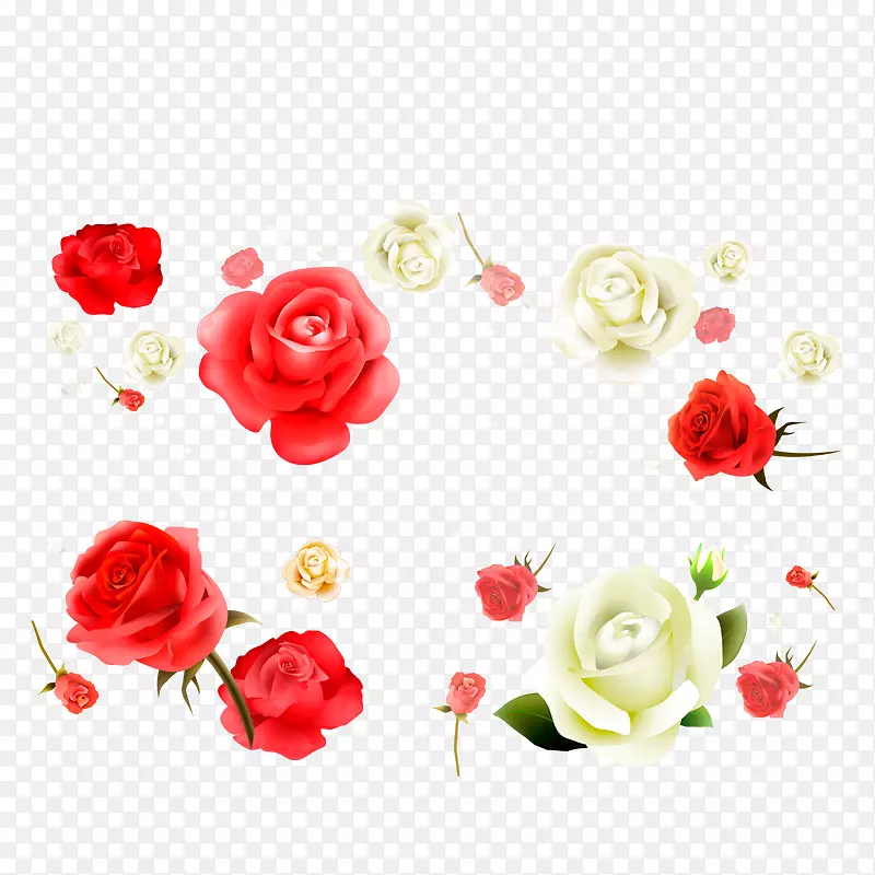 海滩玫瑰花白色花瓣-红玫瑰和白玫瑰