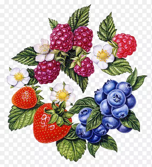 弗鲁蒂·迪博斯科草莓绘画艺术插图-文艺复兴风格浆果组合