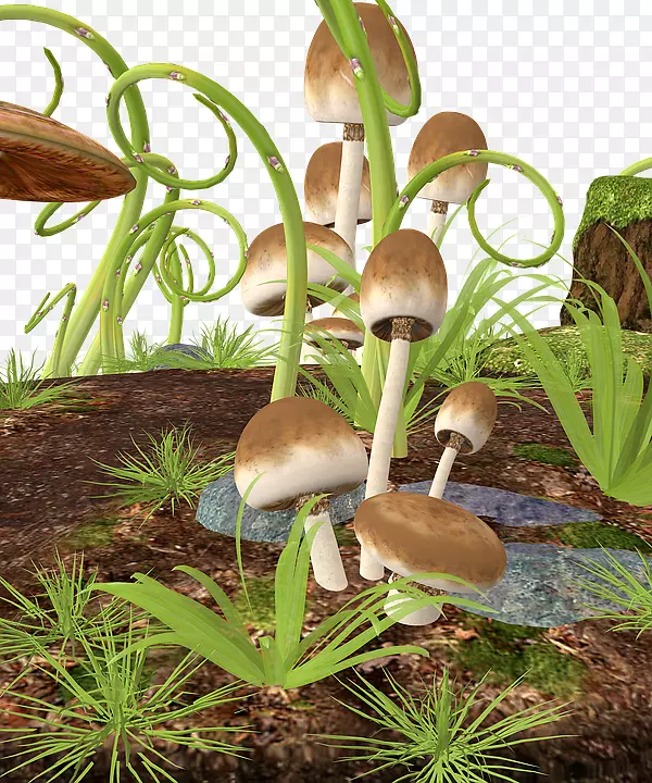 蘑菇木耳蘑菇图片