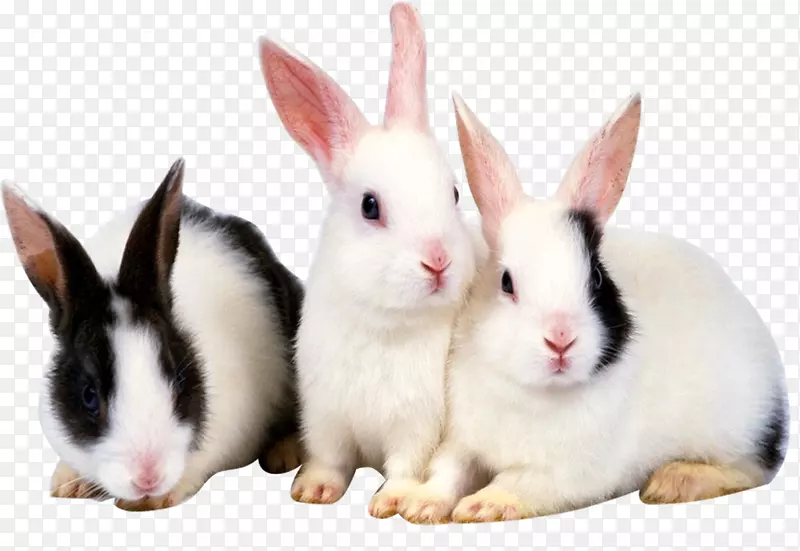 兔子高清电视高清视频1080 p壁纸-三只可爱的小兔子