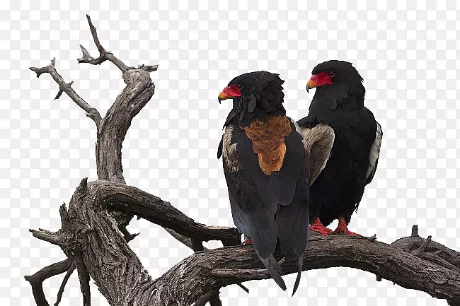 卡拉哈里中部的游戏保留地乌鸦摄影-乌鸦