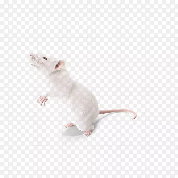 实验大鼠猫须-孟氏实验大鼠