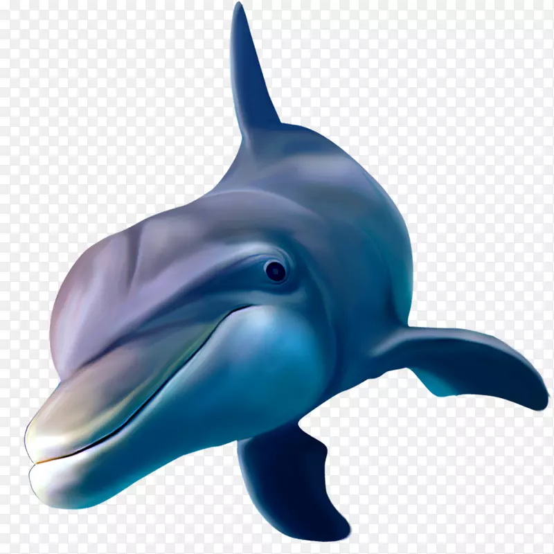 普通宽吻海豚粗齿海豚短喙普通海豚
