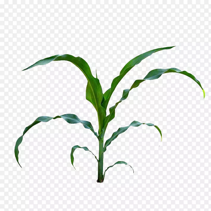 玉米玉米芯玉米婴儿玉米田玉米剪贴画玉米叶