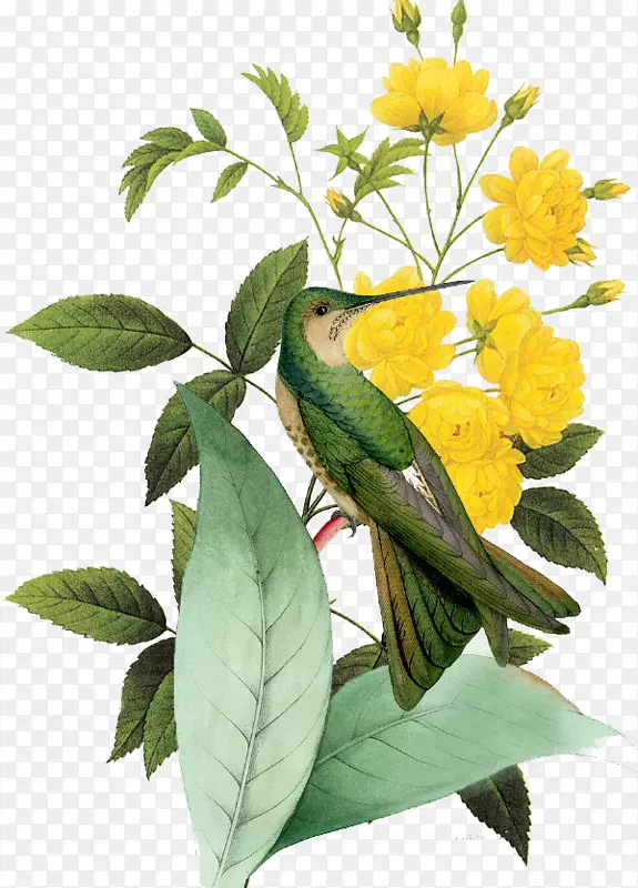 皮埃尔？约瑟夫？雷德克斯9(1759-1840)月季帆布印花-菊花