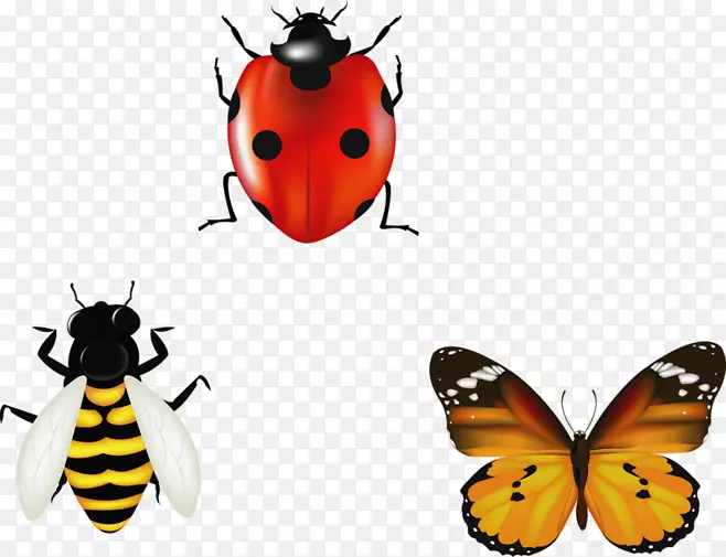 蝴蝶标本摄影，插图-昆虫和蝴蝶