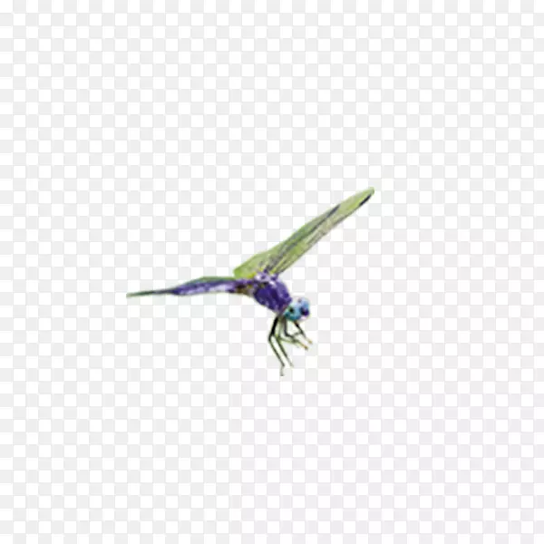 紫喙蜻蜓