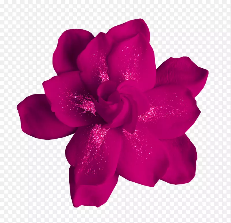 牡丹花牡丹剪贴画-紫玫瑰