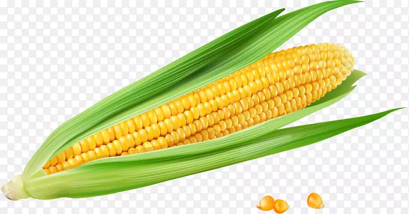 玉米在玉米芯上的-金色玉米