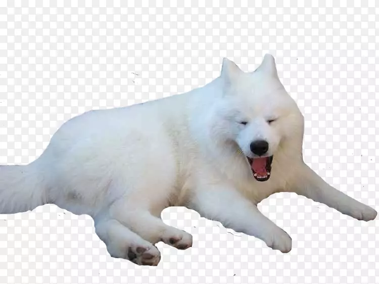 萨哈林哈士奇模拟犬加拿大爱斯基摩犬格陵兰狗西伯利亚哈士奇-家雪狼
