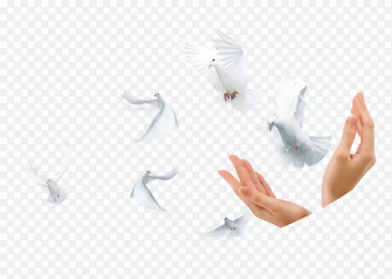 设计师谷歌图片-鸽子和手