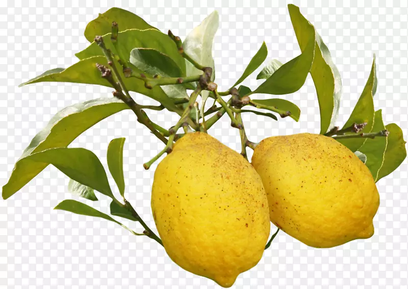梅耶柠檬水果奥格里斯-美丽的芒果