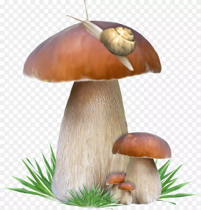 小面包蘑菇-蘑菇上的蜗牛