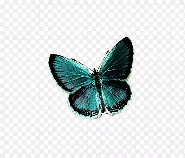 蝴蝶网虫大黄-梦中的蓝色大蝴蝶