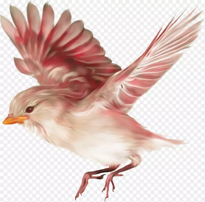 鸟类的起源-布朗，珍尼特·查尔斯·达尔文