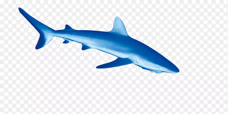 虎鲨深海鱼类海豚