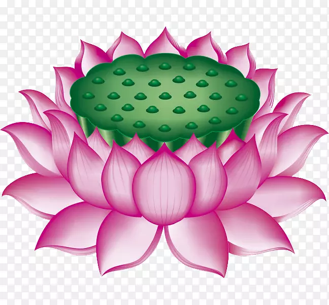 Nelumbo nucifera u611bu84eeu8aaa-莲座