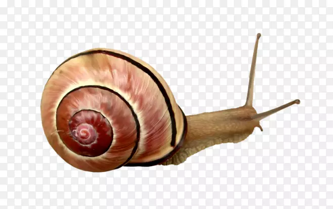 蜗牛星足螺-蜗牛