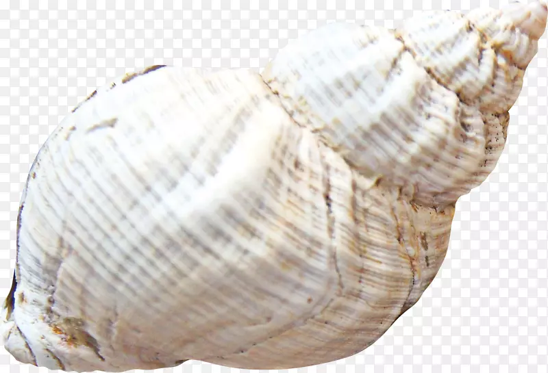 海贝壳蜗牛夹艺术-海螺