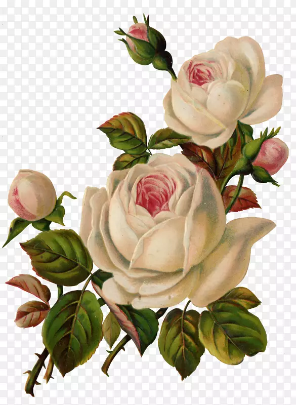 花园玫瑰，复古服装剪贴画-白玫瑰