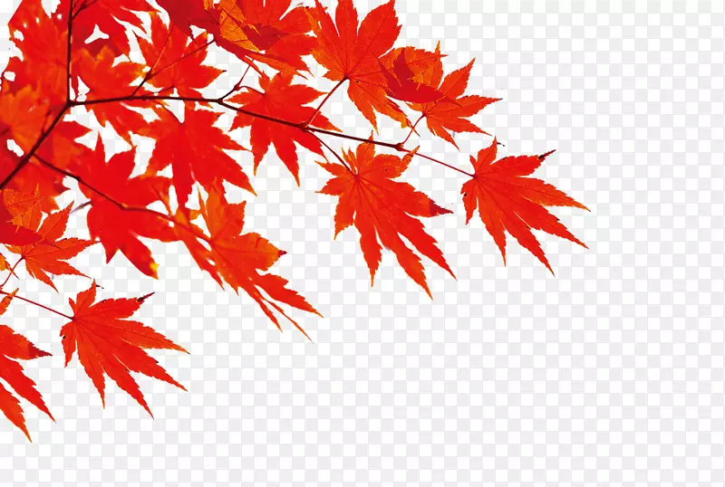 秋季下载-红枫叶