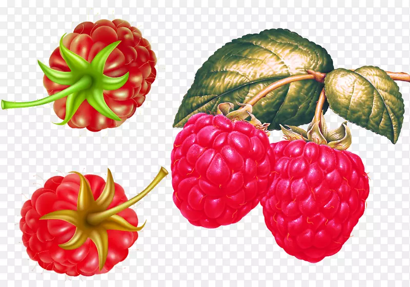 红色覆盆子草莓果实-丰满的覆盆子原料