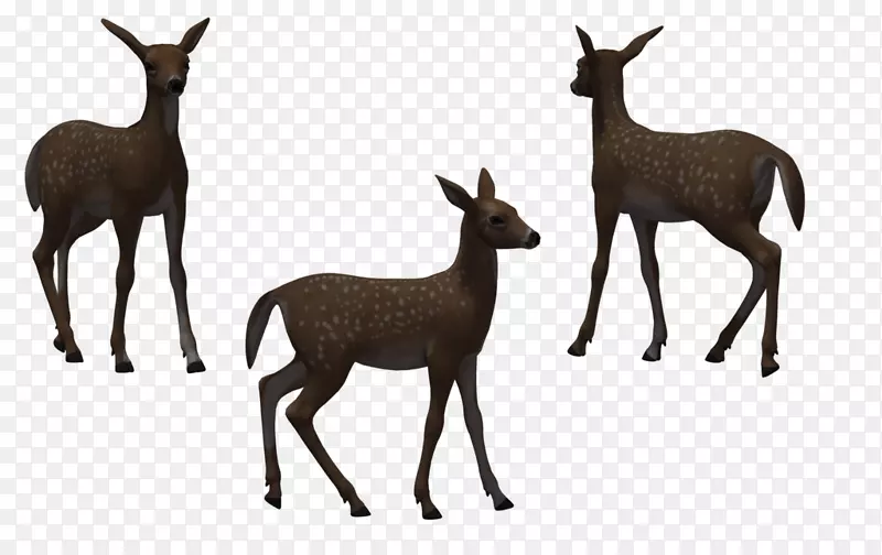 鹿麋鹿野生动物插图-免费鹿图片