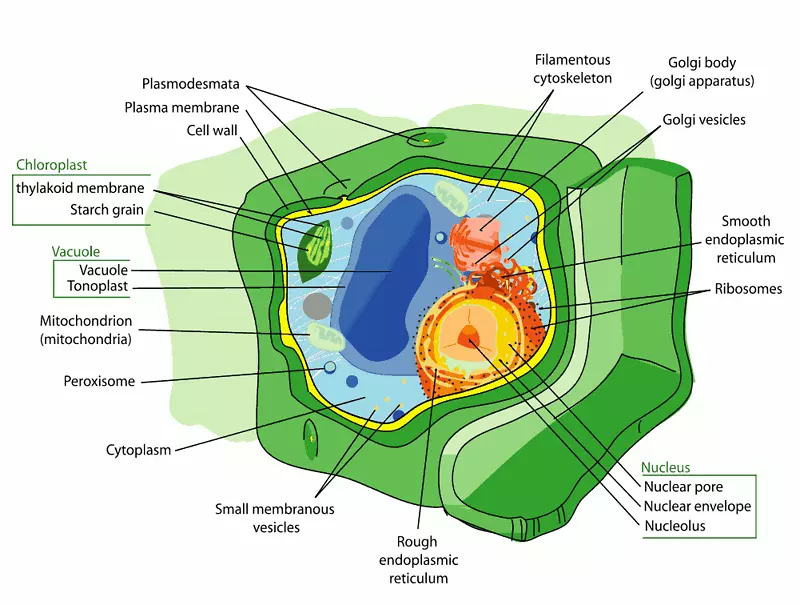 植物细胞器叶绿体细胞质