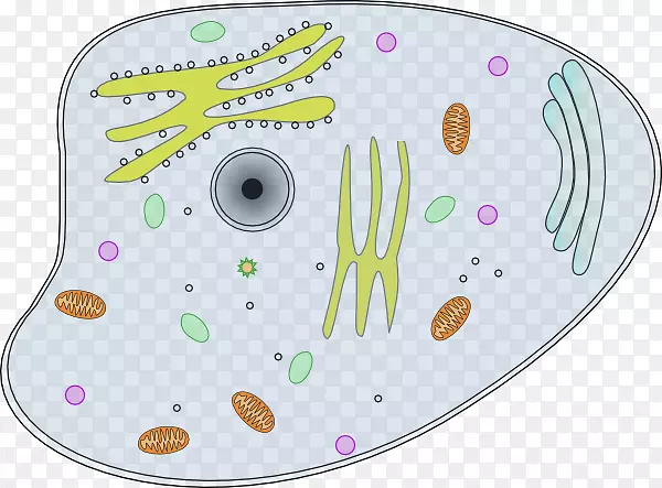 动植物细胞剪贴画-细胞剪贴画