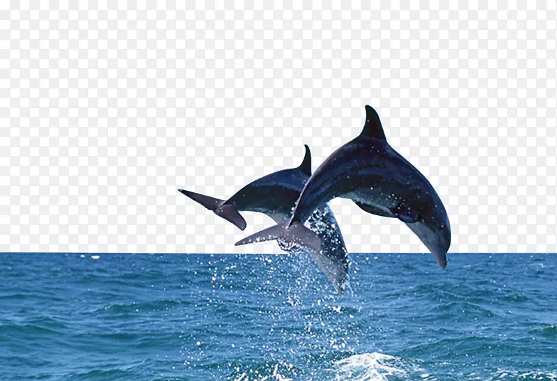 宽吻海豚海墙纸-海豚
