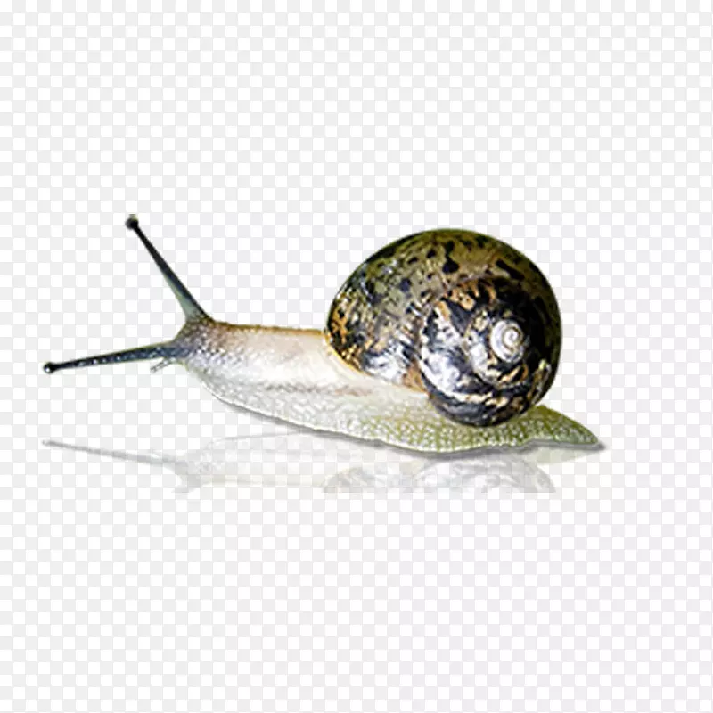 蜗牛普通向日葵花瓶图标-真正的蜗牛