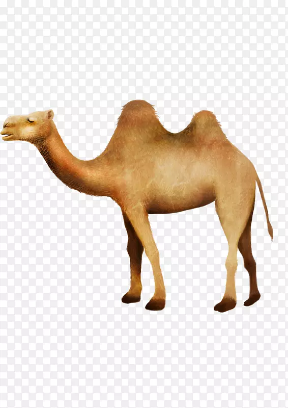 骆驼rgb色模型沙漠骆驼