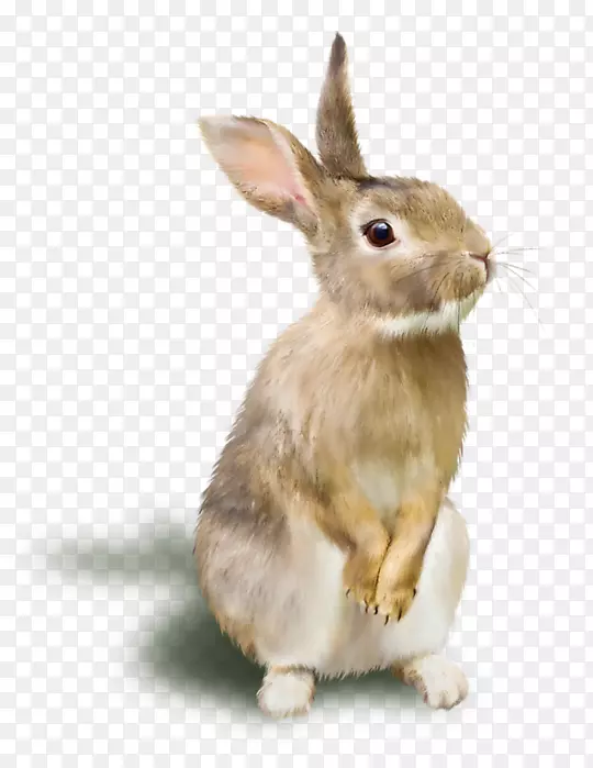 兔光栅图形RGB颜色模型-一只兔子