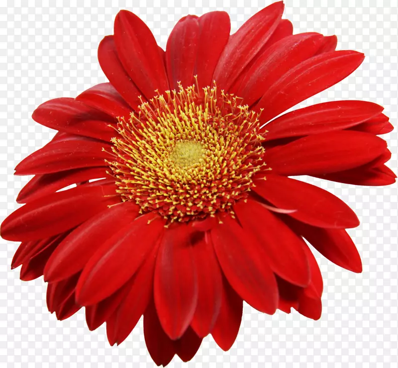 特兰士瓦雏菊普通雏菊剪贴画-红色向日葵