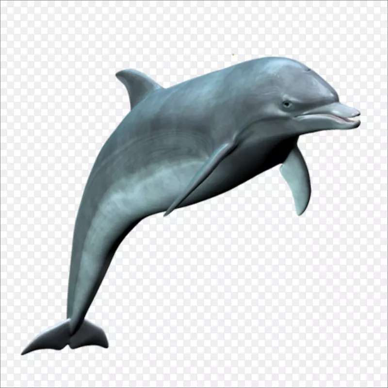 普通宽吻海豚