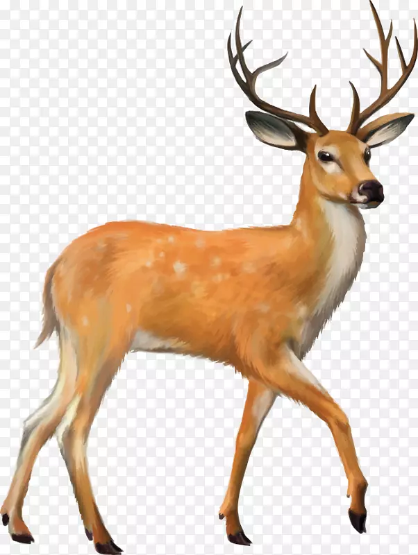 白尾鹿骡子夹艺术鹿，