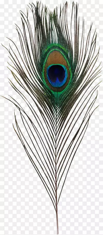 无脊椎动物中的亚洲孔雀羽毛-孔雀羽毛