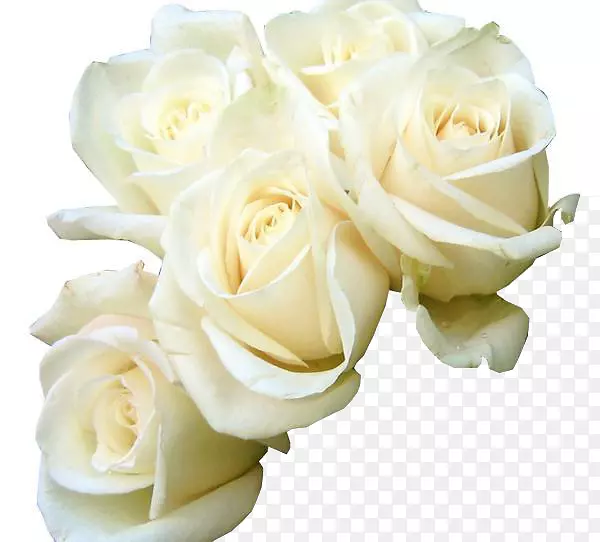 玫瑰白色花束绿色壁纸-五朵白色玫瑰美丽创意