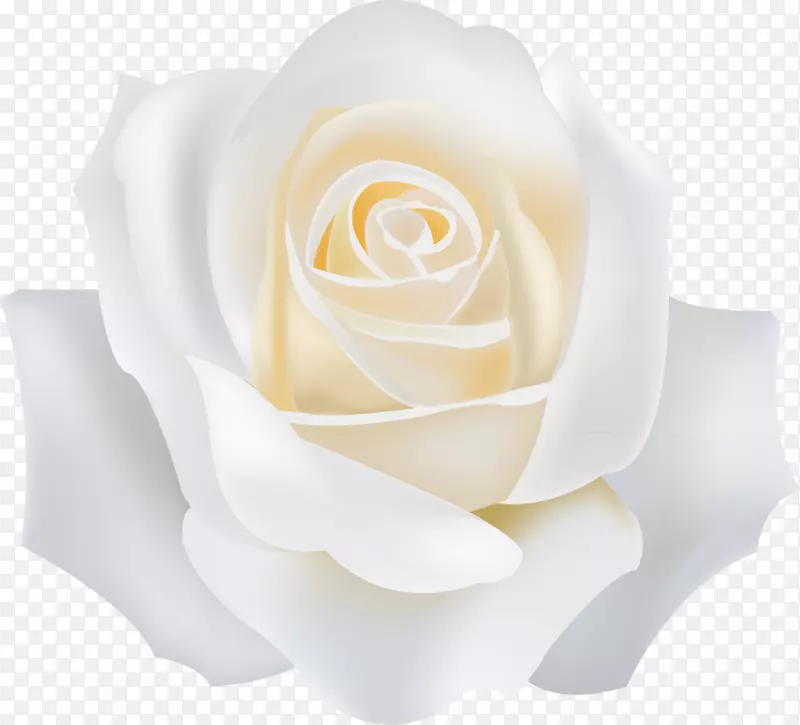 花园玫瑰白玫瑰