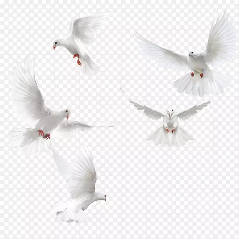 秋葵科鸟乳鸽-创造鸽子翅膀，白鸽