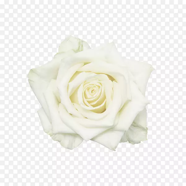 花园玫瑰白花白玫瑰